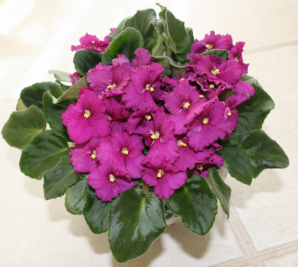 africanviolet.PNG